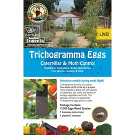 Bug Sales Trichogramma 3 Squares/ 12,000 Eggs