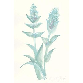 Lambs Ear Sage II by Chris Paschke -