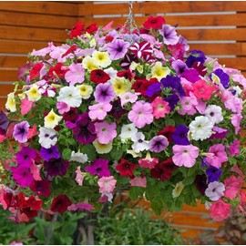 6000 Mixed Petunia Seeds – Multi-Color Mix – Surfinia, Grandiflora, & Multifloral Varieties – Non-GMO, Heirloom, & High Germination Rate – Vibrant Blooms for Garden, Landscaping & Hanging Baskets