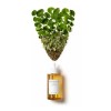 Skin1004 Madagascar Centella Asiatica Ampoule 100 Ml