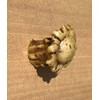 Top Brass Heavy Duty Antler Drawer Pulls/Cabinet Knobs (4 Pack)