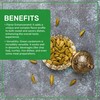 Jiva Organic Green Cardamom Pods Whole - Non-GMO, Premium Quality,