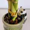 Generic Coop & Harp Small Lucky Bamboo Live Indoor Plant