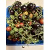 Tim's Tomatoes Bosque Blue Tomato Seeds | Organic | Rare