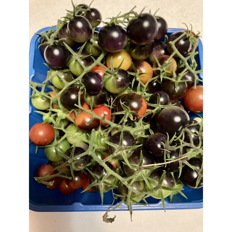 Tim's Tomatoes Bosque Blue Tomato Seeds | Organic | Rare