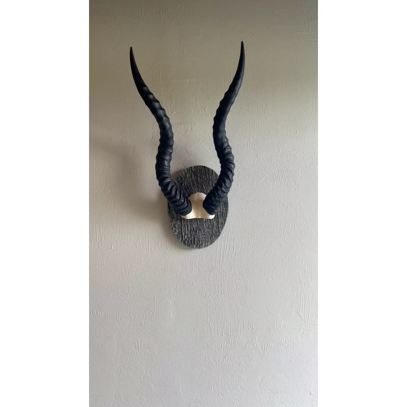 Blackbuck horns on panel replica Taxidermy skulls horns skulls