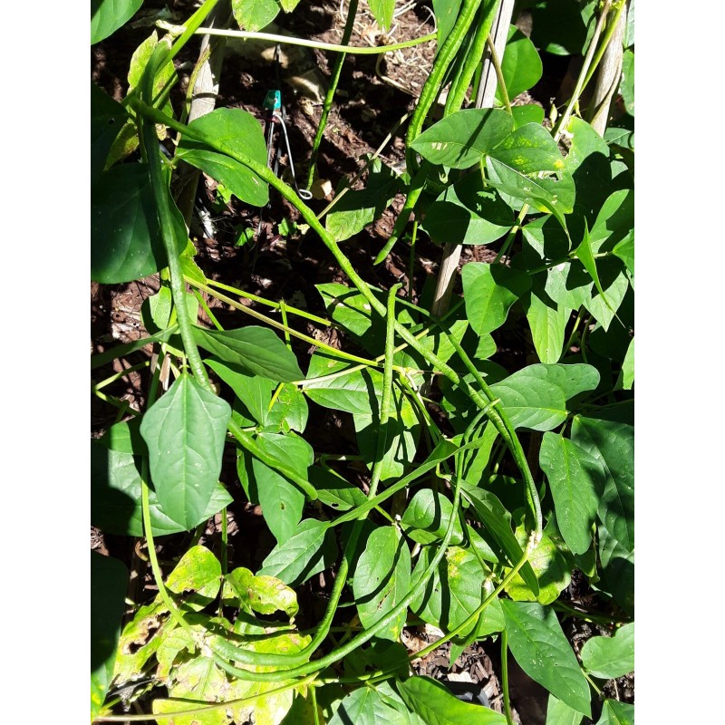 15 Organic Asian Long Bean Seeds (Green,Long Variety),Rare type.US grown.