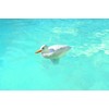 Poolmaster Chlori-Duck Chlorine Dispenser for Swimming Pools and Spas, White