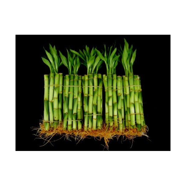 150 Stalks (15 Bundles) of 6 Inches Straight Lucky Bamboo From Jmbamboo