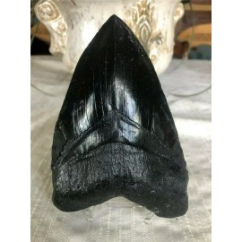 Nearly Perfect Megalodon replica tooth 6"  perfect serration BLACK WITH STAND