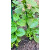 NO-GMO 110 Seeds, Green Creeping Malabar Climbing Spinach Leaf Vegetable