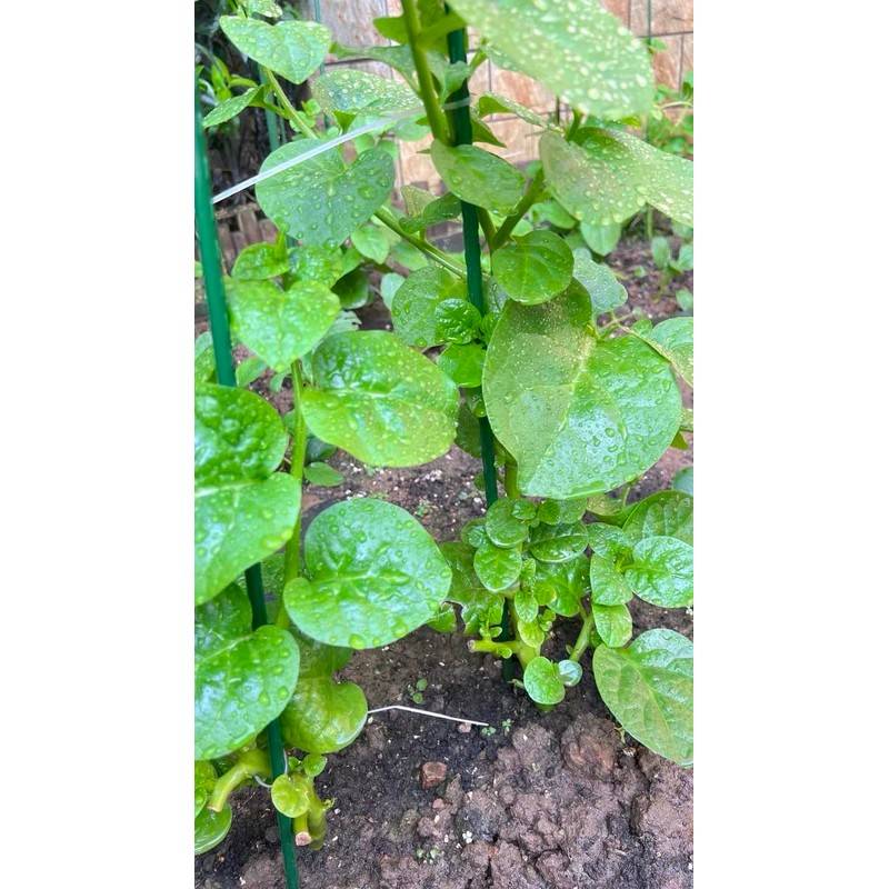 NO-GMO 110 Seeds, Green Creeping Malabar Climbing Spinach Leaf Vegetable