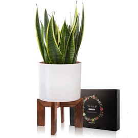 Gendral Forwepup Wood Plant Stand, Mid Century Modern Planter, Rattan Flower Pot Stand, Low Short Plant Stands for Indoor - Boho Rustic Wooden Stool for Plant Pot Holder, Fit 5-15 Inch Pot