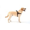 ComfortFlex Sport Dog Harness - Fully Padded, Reflective, Adjustable, Lightweight