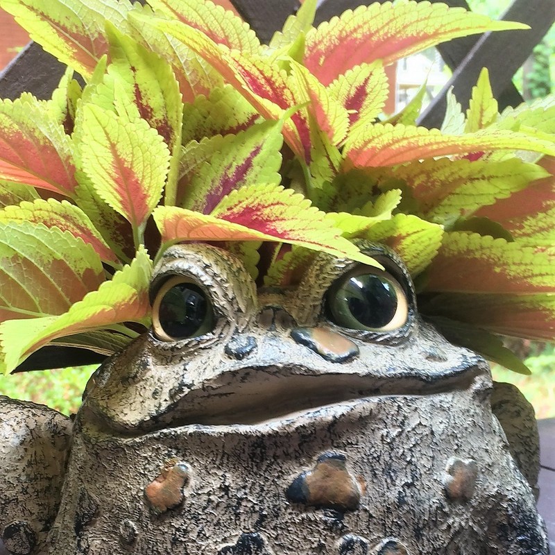 Toad Hollow HomeStyles Large Toad Planter 7" H Holds 4"