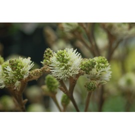 Fothergilla major 'Mt. Airy' (Fothergilla) Shrub, white flowers, #2 - Size Container