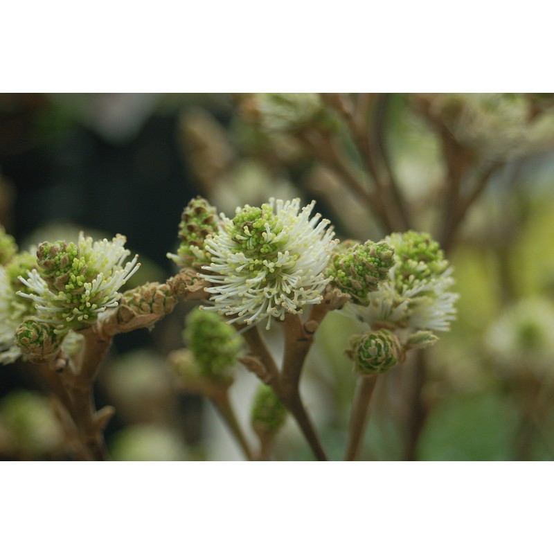 Fothergilla major 'Mt. Airy' (Fothergilla) Shrub, white flowers, #2 -