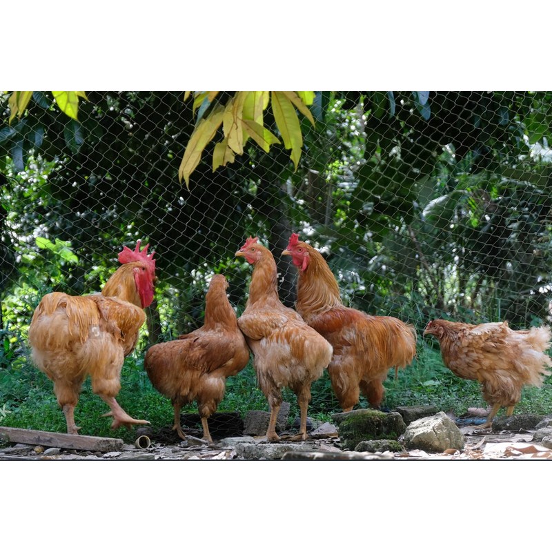 LINSOCLE 2.1 m x 30 m Bird Nets Bird Protection