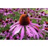 500 Echinacea Purpurea Purple Coneflower Flower Seeds Herb, Premium Non-GMO,