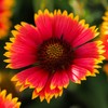 Eden Brothers Indian Blanket Seeds - Mix