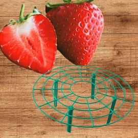 10 June Bearing Strawberry Plants Plus 10 Strawberry Plant Supports - Produced in The USA - Bare Root Strawberry Plants from Hand Picked Nursery (10, Green)