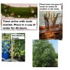 CZ Grain (One) Fastest Growing Tree in The World -Ready