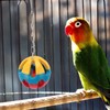 Bird Toy Set Colorful Boredom Relief Chewing Climbing Parrot Swing