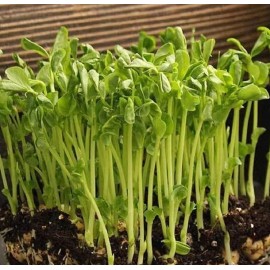 Axel's Garden Seeds Mammoth Snow Sugar Pea MICROGREEN Seeds | Non-GMO Heirloom | Seeds for Sprouting - 60 Seeds