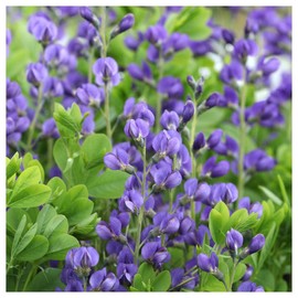 Everwilde Farms - 1 Oz Blue Wild Indigo Native Wildflower Seeds - Gold Vault