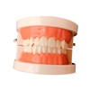 Mikinona Standard Teeth Model for Oral Education Child Tooth Brushing
