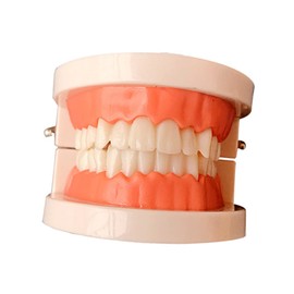 Mikinona Standard Teeth Model for Oral Education Child Tooth Brushing Model Realistic Design for Teaching Brushing Techniques in Preschool and Early Learning