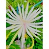 Cactus Four Night Blooming Cereus Leaf  Beautiful White Cactus Plant cutting 10"-12"