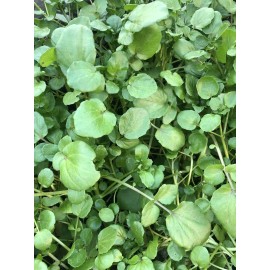 Watercress 10pcs Watercress Live Plant With Roots Live Vegetables Ready To Plant