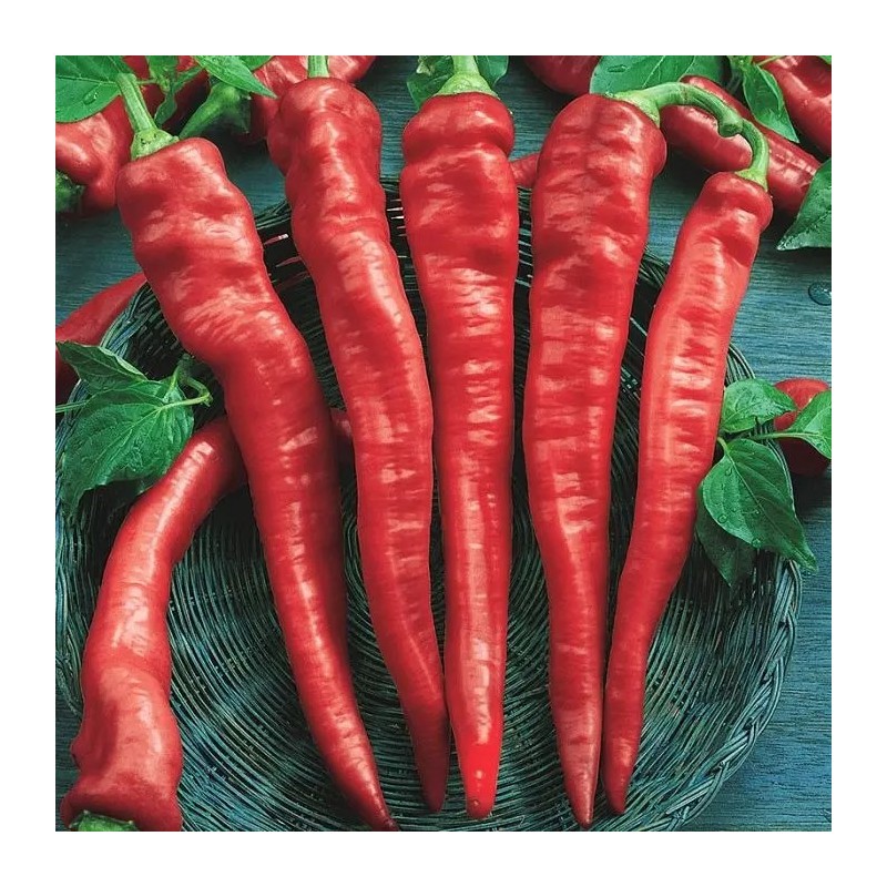 30 Semillas Chile Cayenne Pimienta Roja Nuevas Autenticas