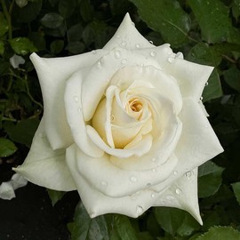 Heirloom Roses Rose Bush - Nona Live White Plant for Outdoor Planting