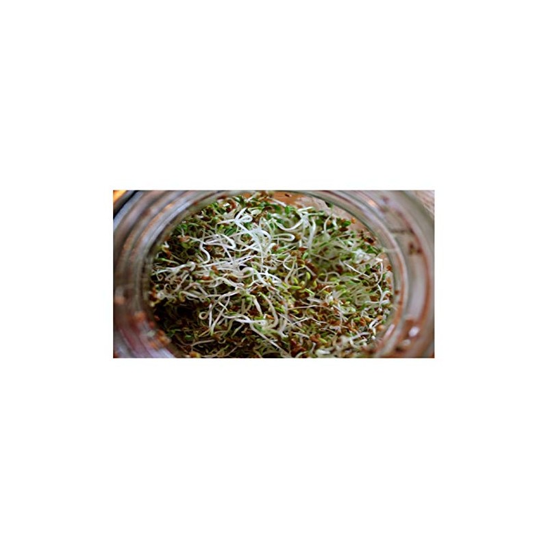 PREMIER SEEDS DIRECT - Organic Sprouting Seeds - Alfalfa -