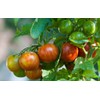 Seeds4planting - Seeds Beefsteak Tomato Giant Tigerella Rainbow Heirloom Vegetable
