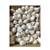 Garlic, White Six Pieces of Garlic, Produced in Aomori Prefecture,