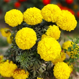 TomorrowSeeds - Yellow Brocade French Marigold Seeds - 1000+ Count - for 2025 Planting Dwarf Tagetes Patulas Large Double Crested Container Pollinator Garden Flower Grow Your Own Home Farm Patio