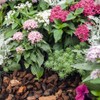 Outsidepride Pentas Seed Mix - 25 Seeds