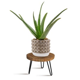 OBTAIN Plant Stand Indoor Outdoor, Wooden plant Stool, Mid Century Plant Stand for Indoor Plants, Wood Modern Plant Holder Rattan Flower, Low Short Boho Rustic Planter Stand Fit 5-15 Inch Pot(M)
