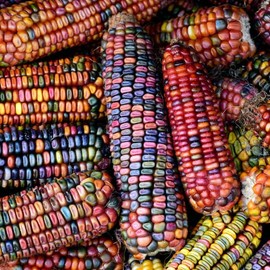 David's Garden Seeds Corn Dent Ornamental Indian 100 Non-GMO, Heirloom Seeds