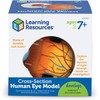 Learning Resources Cross-Section Human Eye Model, Biology, Scientific Vocabulary, Classroom