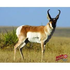 Duramesh Archery Targets Antelope, DM201 / DM401 (48"x40")