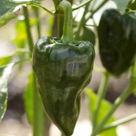 TomorrowSeeds - Poblano Pepper Seeds - 900+ Count - for 2026 Planting Traditional Dark Green Mexican Red Mild Chile Relleno Heirloom Vegetable Grow Your Own Home Farm Patio Healthy Sustainable Living