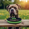 Collar para Perro De Naylon Resistente Entrenamiento Y Paseos Cómodos