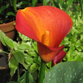 Votaniki Flame Calla Bulbs Large Bulbs for Planting - Perennial, Trumpet Shaped Flowers, Zantedeschia ‘Flame’ (Calla Lily) | Summer Flower Bulbs, Easy to Grow (5 Pack)