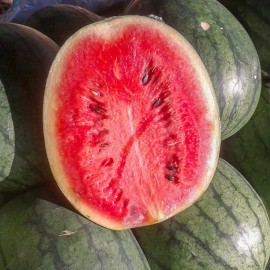 25+ FLORIDA GIANT WATERMELON FRESH FOR GARDENS NON - GMO