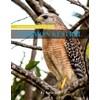 Common Kestrel: A perfect Coffee Table Picture Book - For