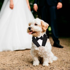 PTDECOR Formal Dog Tuxedo Collar with Bow, Black Dog Bandana Wedding Tux, Adjustable Birthday Costume for X-Small Pets (X-Small)